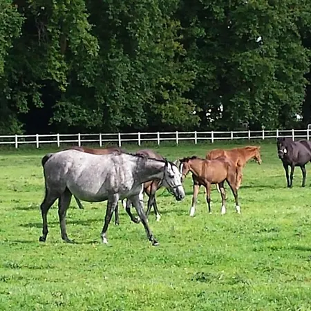 Gites De La Maison Du Haras Beuvron-en-Auge Exterior foto